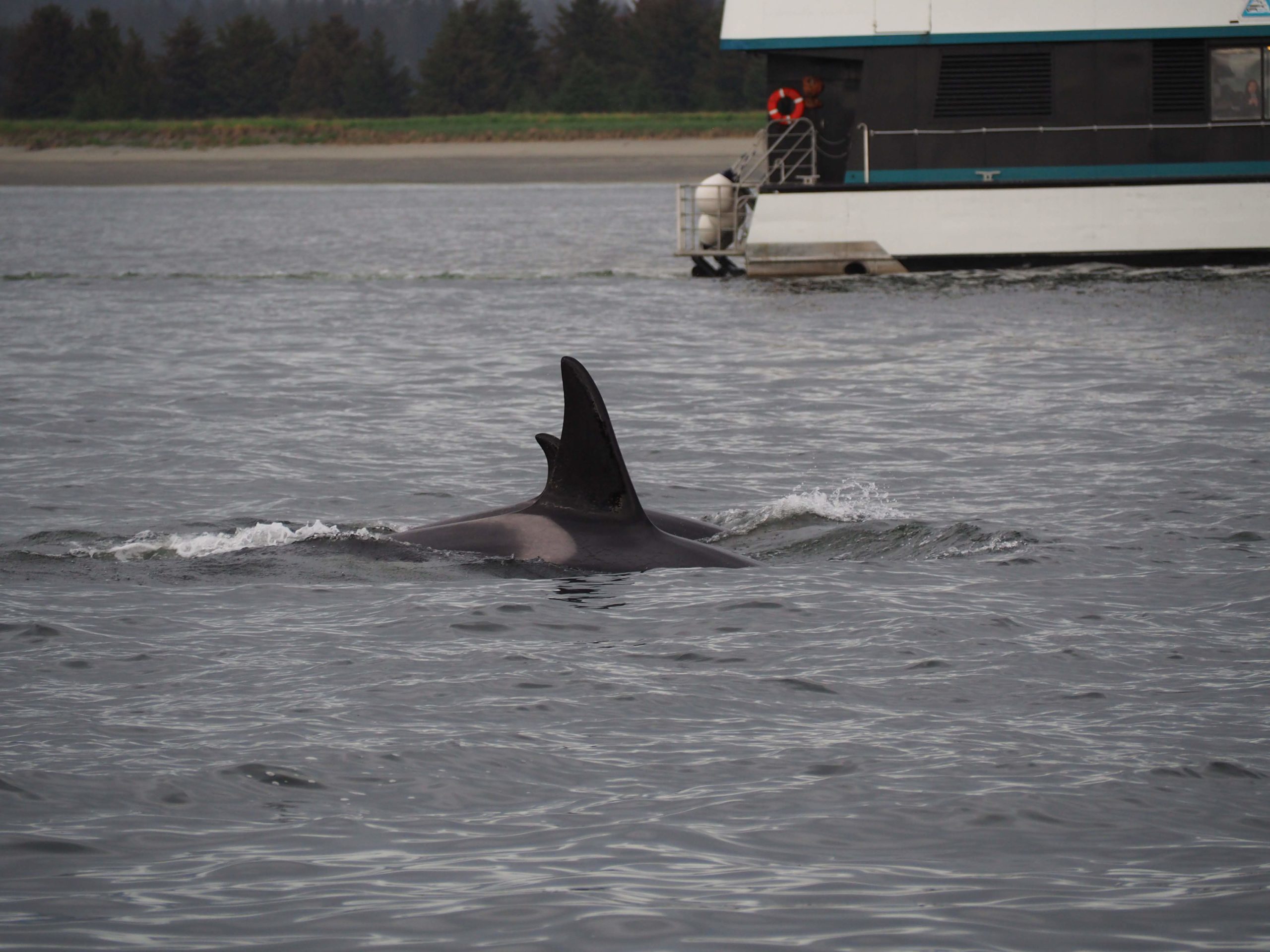 Day 12 at sea and Juneau